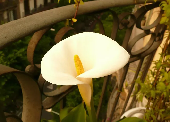 アパート Balcones Y Vistas En El Centro De La Ciudad バルセロナ